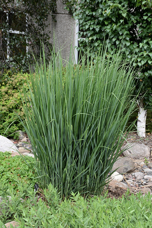 Panicum virgatum 'Northwind'