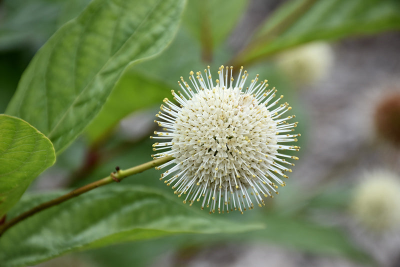 Cephalanthus occidentalis 'Bailoptics'