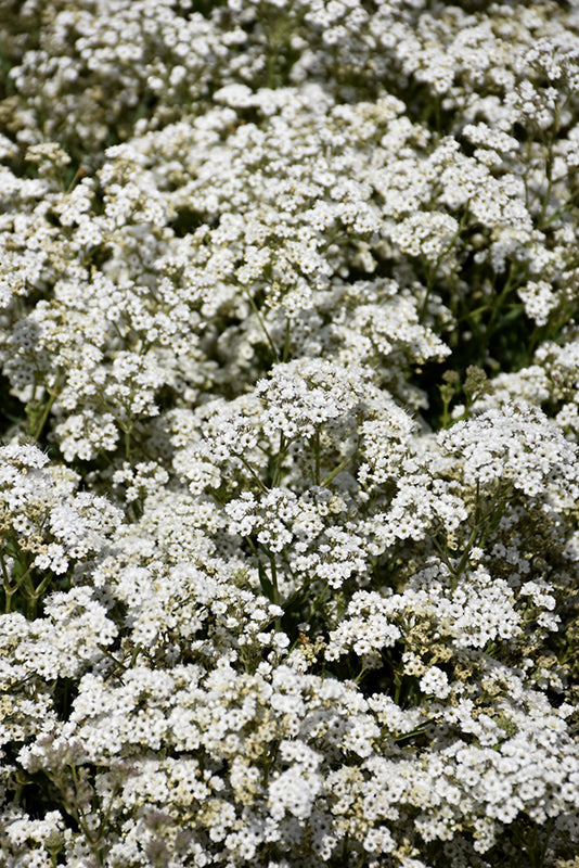 Gypsophylla 'Festival Star'