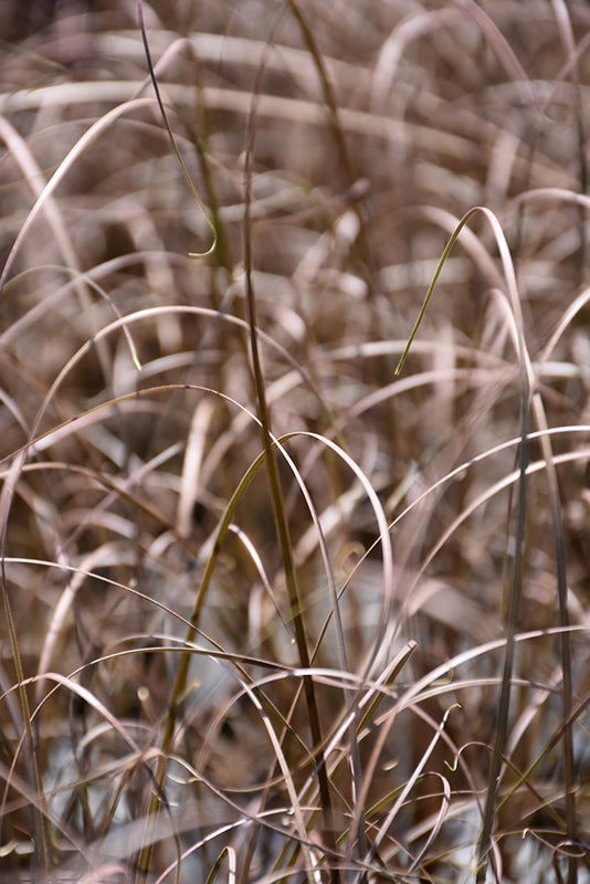 Carex tenuiculmis 'Cappuccino'