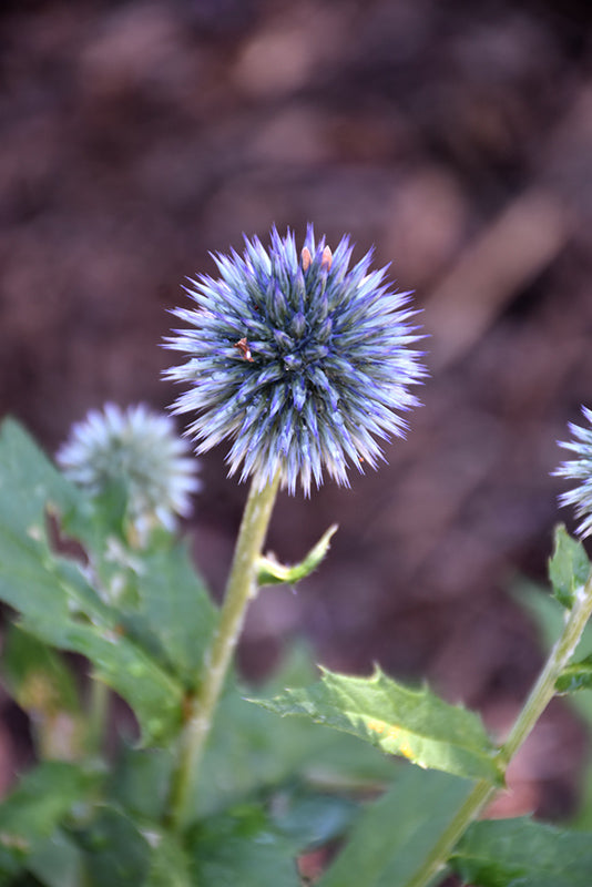 Echinops 'Taplow Blue'