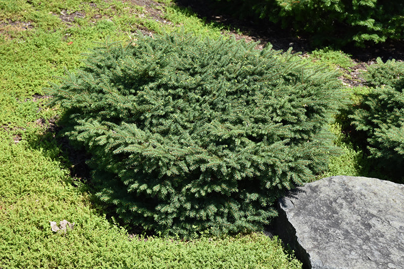 Picea abies 'Nidiformis'