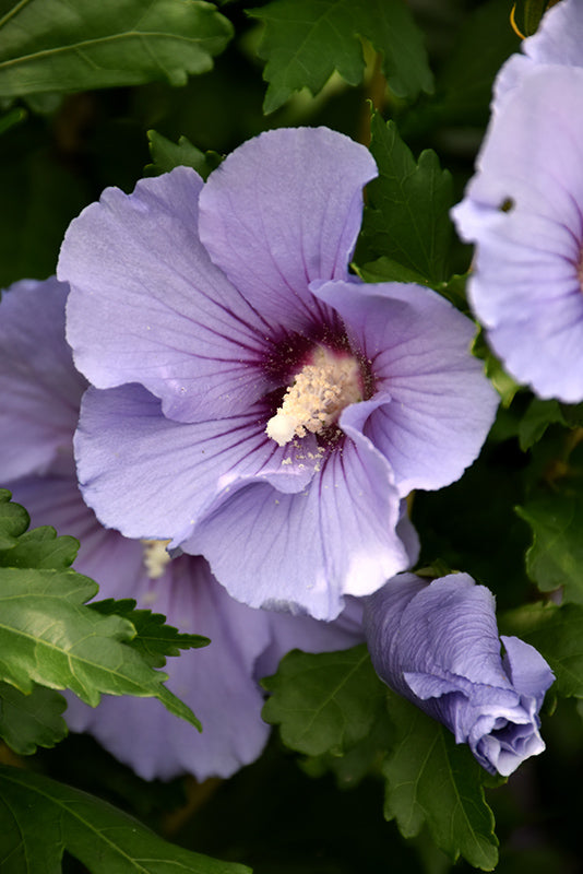 Hibiscus syriacus 'Blue Satin'