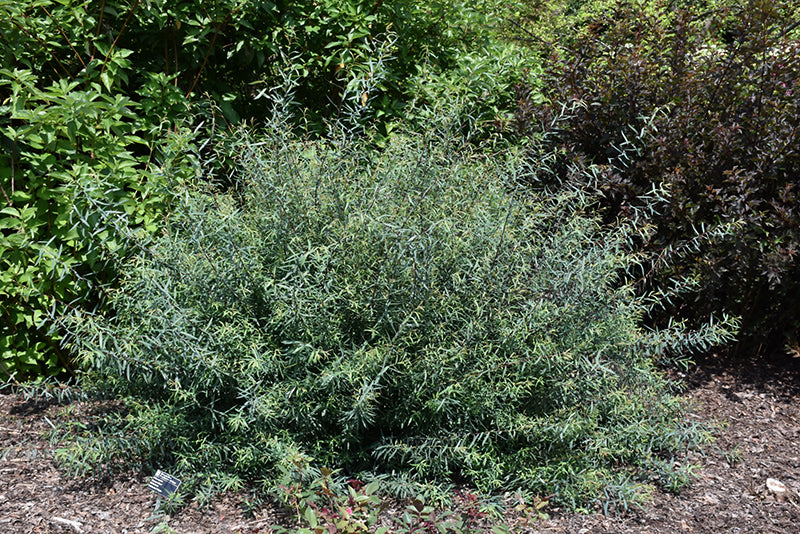 Salix Purpurea 'Canyon Blue'