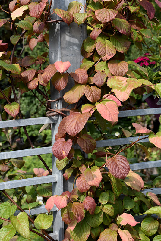 Actinidia kolomitka
