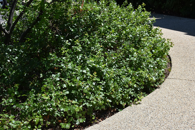 Rhus aromatica 'Gro-low'