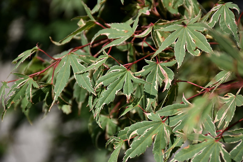 Acer palmatum 'Kagira Nishiki'