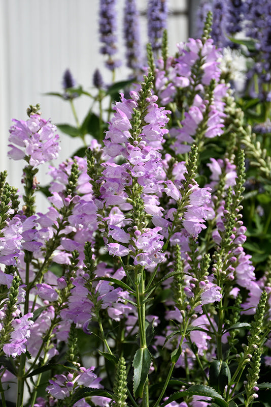 Physostegia virginiana 'Pink Manners'