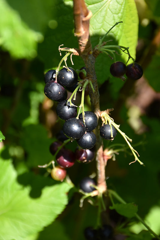 Ribes nigrum x uva-crispa 'Jostaberry'