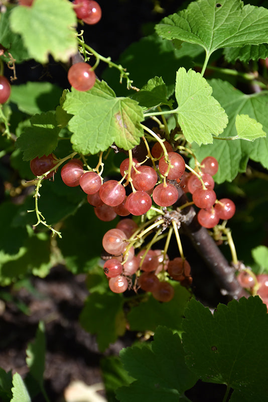 Ribes spicatum 'Champagne' - Pink