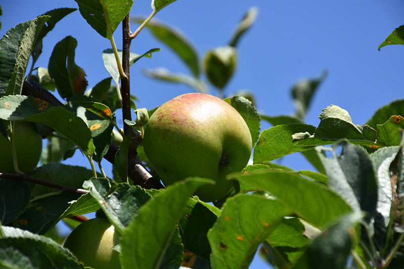 Apple - Malus 'Prima'