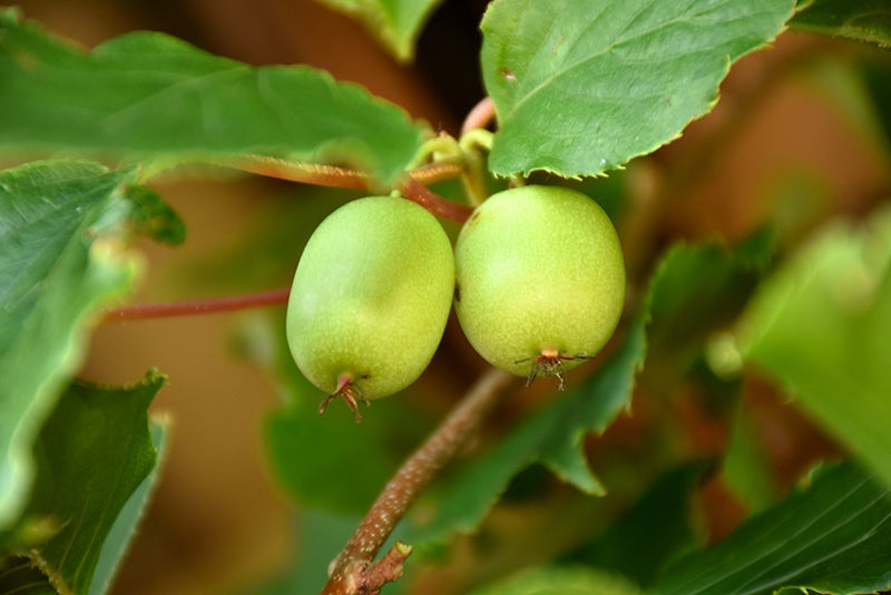 Actinidia arguta 'Issai'