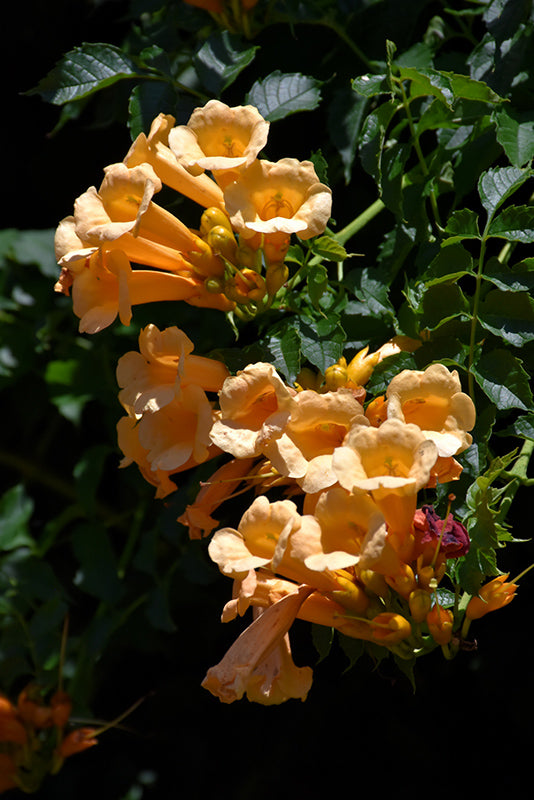 Campsis radicans 'Flava'