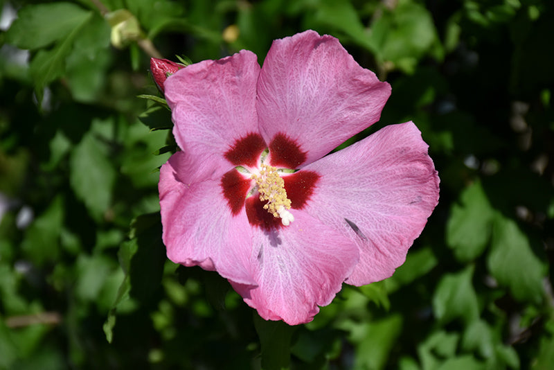 Hibiscus syriacus 'Aphrodite'