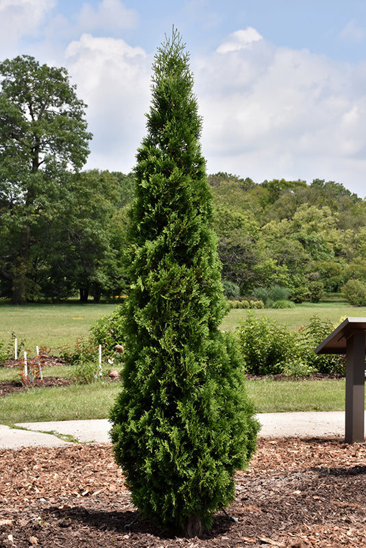 Thuja occidentalis 'North Pole'