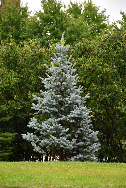 Picea pungens 'Koster'