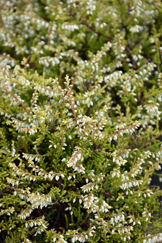 Calluna vulgaris 'Kinlochruel'