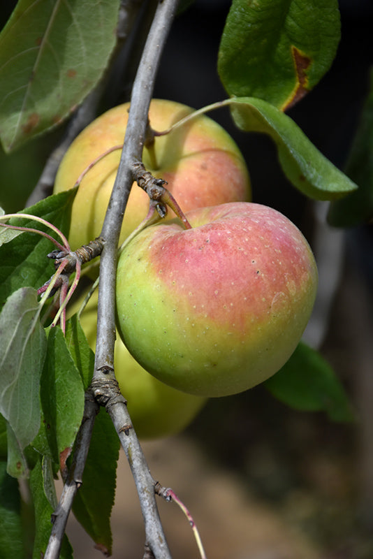 Apple - Malus 'Zestar'