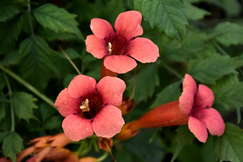 Campsis radicans 'Flamenco'