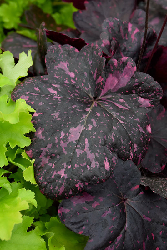 Heuchera 'Midnight Rose'