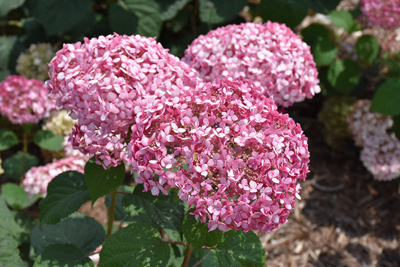 Hydrangea arborescens 'Invincibelle Spirit II'