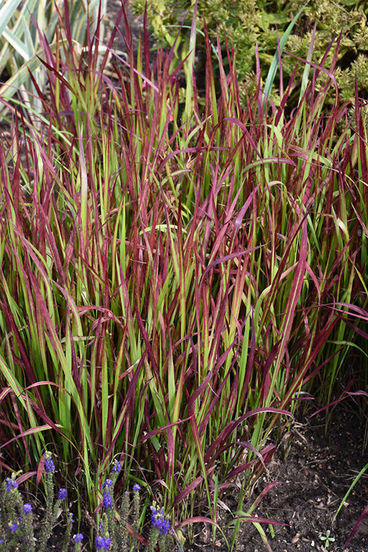 Imperata cylindra 'Red Baron'