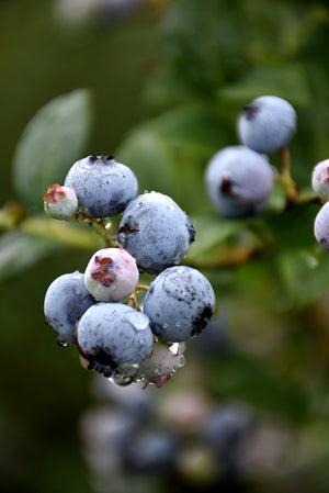 Vaccinium - 3 in 1 - Duke, Patriot, Polaris