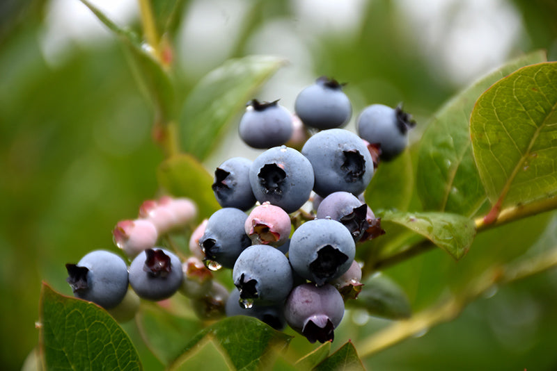 Vaccinium - 3 in 1 - Duke, Patriot, Polaris
