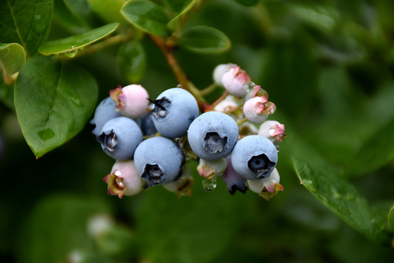 Vaccinium corymbosum 'Elliott'