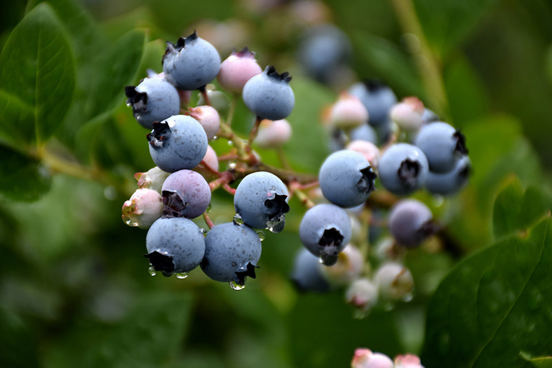 Vaccinium corymbosum 'Bluegold'