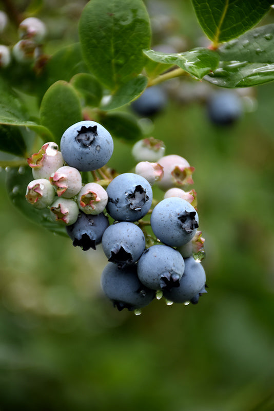 Vaccinium corymbosum 'Duke'