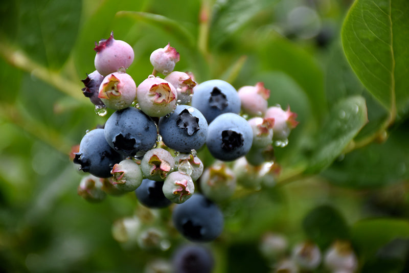 Vaccinium corymbosum 'Top Hat'