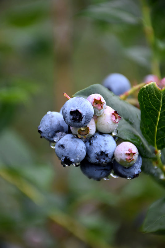 Vaccinium corymbosum 'Chippewa