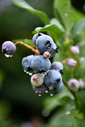 Vaccinium corymbosum 'Bonus'