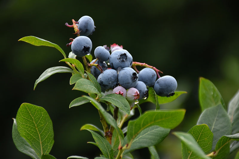 Vaccinium corymbosum 'Northland'