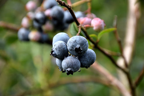 Vaccinium - 3 in 1 - Blue Crop, Chandler, Duke