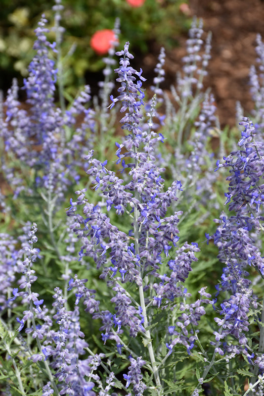 Perovskia atriplicifolia 'Lacey Blue'