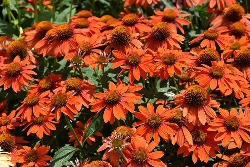 Echinacea Sombrero 'Adobe Orange'