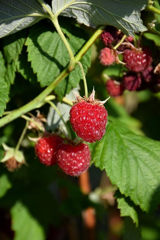 Rubus 'Willamette'