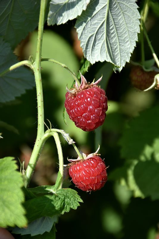 Rubus idaeus 'Meeker'