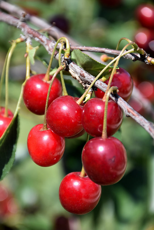 Cherry - Prunus cerasus 'North Star'