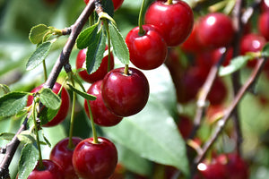 Prunus x kerrasis 'Romeo' & 'Juliet'