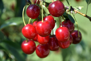 Prunus x kerrasis 'Romeo' & 'Juliet'