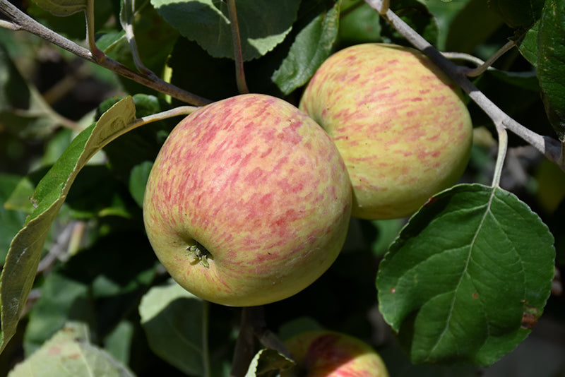 Apple - Malus 'Red Sparkle'