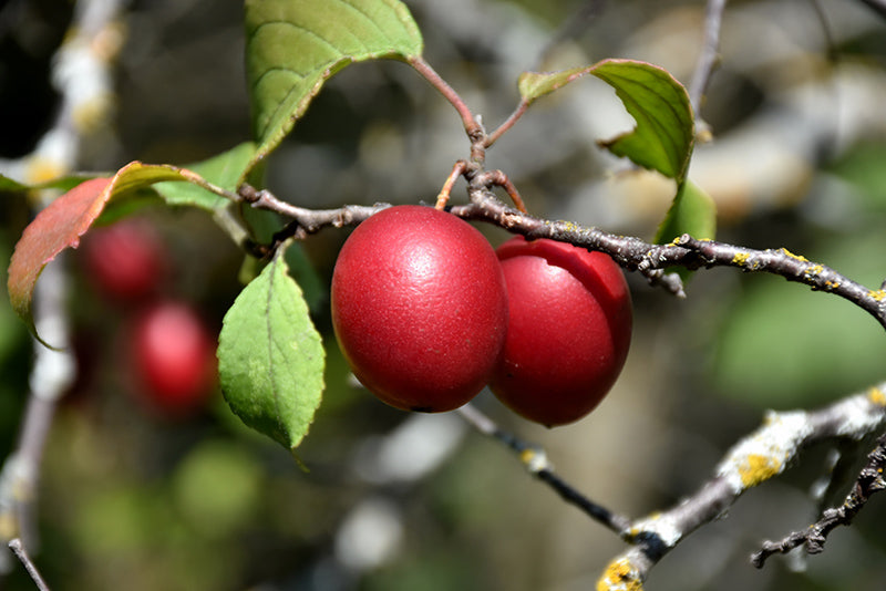 Plum - Prunus Salicina 'Brookred'