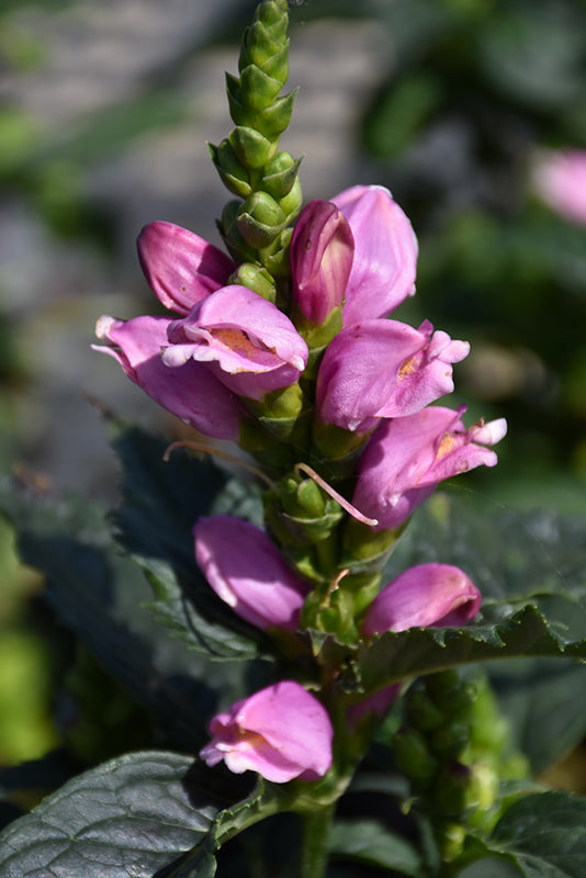 Chelone lyonii 'Tiny Tortuga'