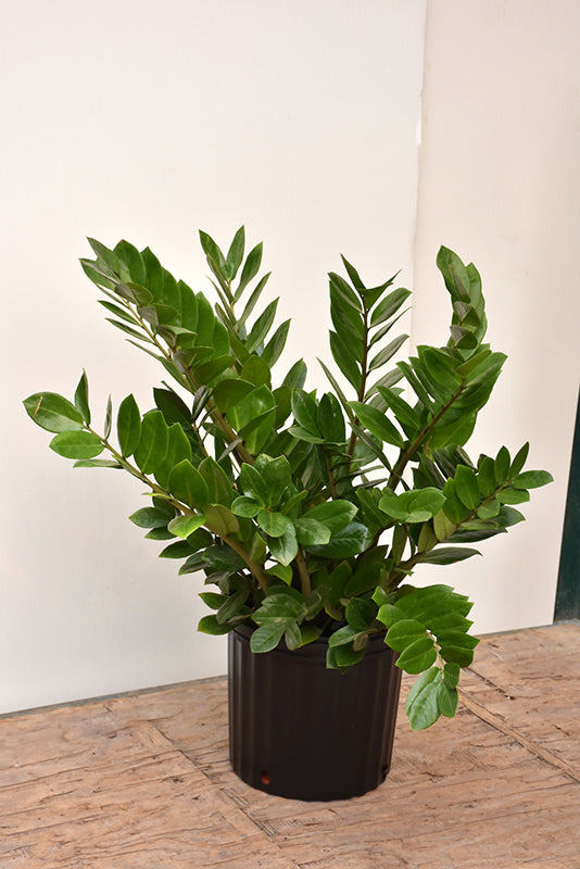 Zamioculcas zamifolia