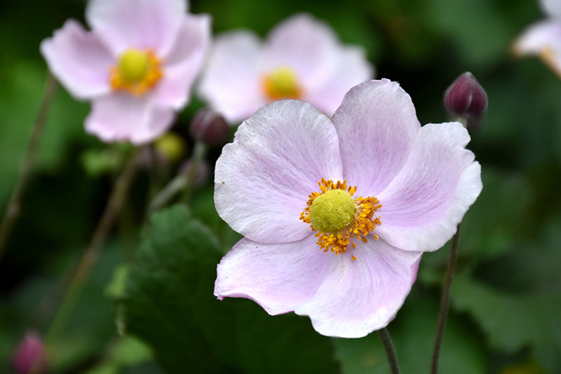 Anemone hybrida 'September Charm'