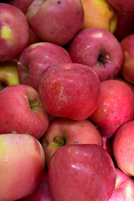 Apple - Malus 'Fuji Red Sport'