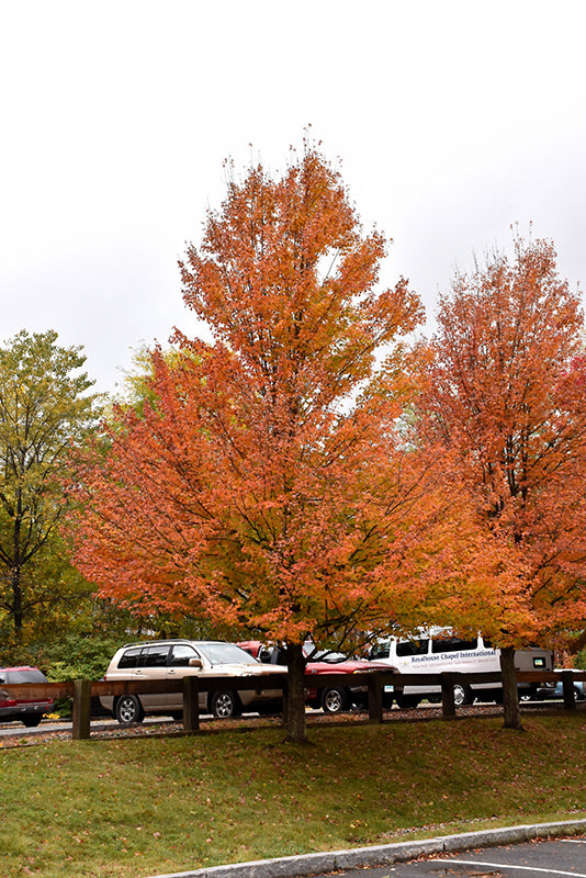 Acer rubrum 'Karpick'